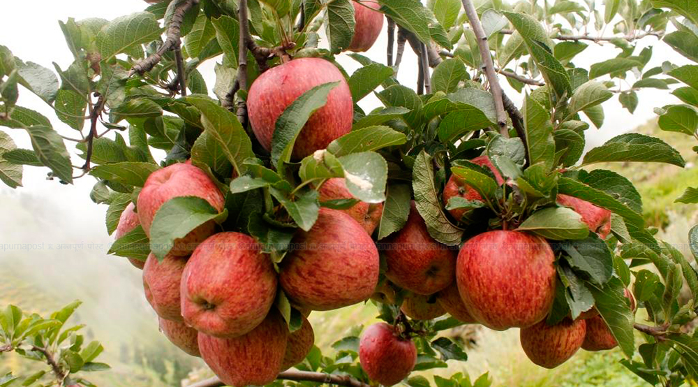Organic Dolpa Apples