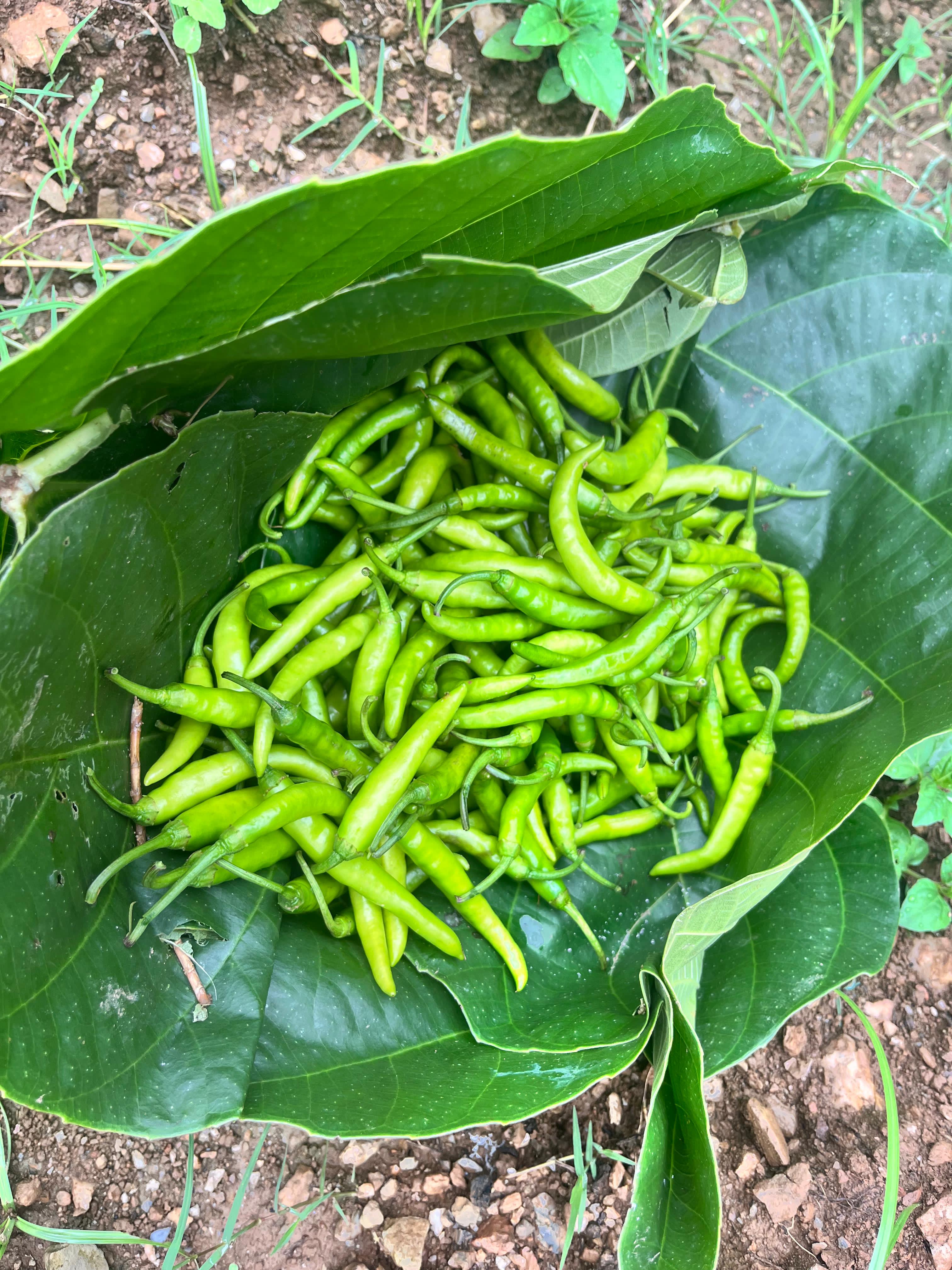 Cayenne Khursani