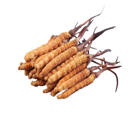 Premium Dolpa Yarshagumba